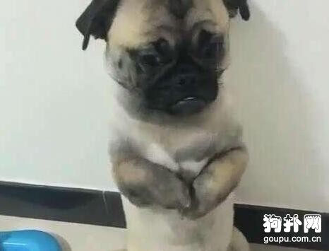 機靈的小土狗一犯錯就主動求饒，主人都不好意思罰它了！