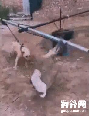 原來斗狗都是這樣訓練出來的，不算虐狗嗎？