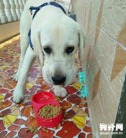 狗狗貪玩被蟄，主人忙著取笑它，用眼神發泄內心的不滿