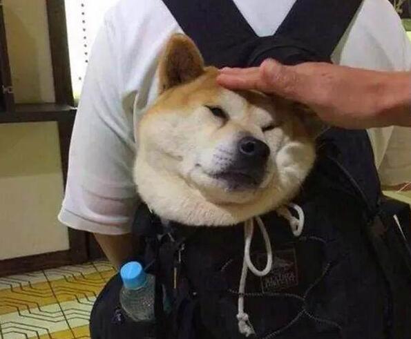 狗狗上地鐵只能裝在包中, 鏟屎官花式帶狗上車