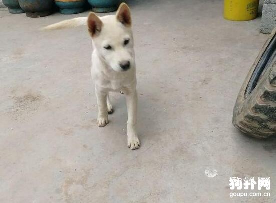 狗狗吃鴨子被暴打 ，網友怒了，主人卻說：“我打自己的狗，你管不著！”