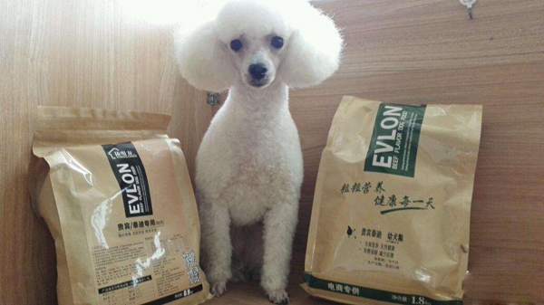 泰迪狗吃什么牌子狗糧最好