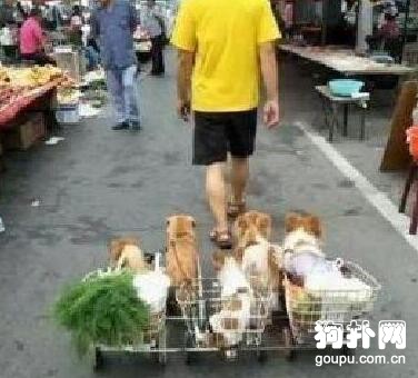 男子為五只狗狗做了輛拉車，買菜遛狗兩不誤，太聰明了！