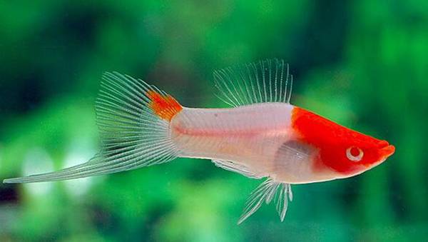 米奇魚生小魚前兆