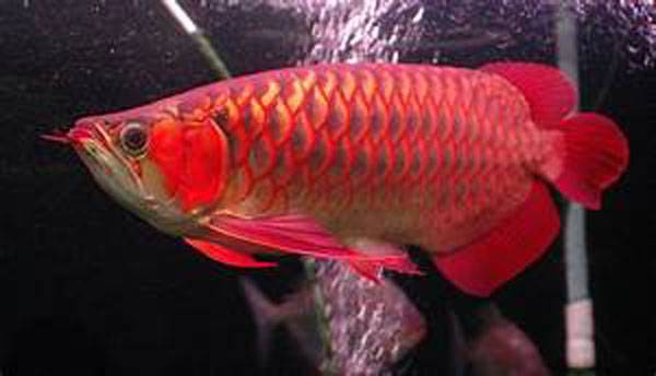 龍魚養殖方法