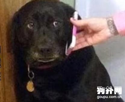 欺負女主人的大黑狗，聽見男主人的聲音卻秒慫