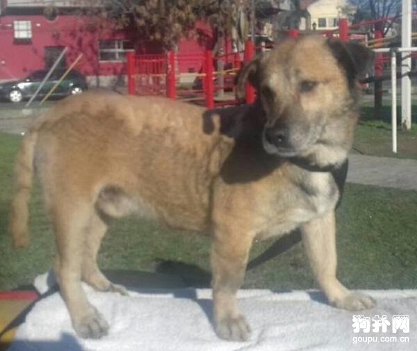 流浪狗被人潑油漆，堅持數小時后，終于等來了好心人