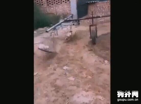 原來斗狗都是這樣訓練出來的，不算虐狗嗎？