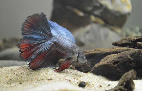 斗魚是什么魚