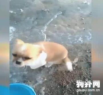 狗狗智商感人，主人笑得直不起腰
