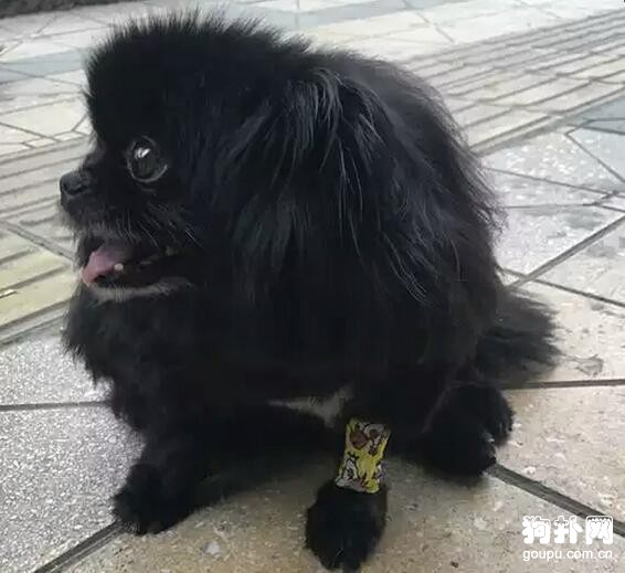 醫生失誤導致狗狗喪命，卻還說出這種話，氣！！