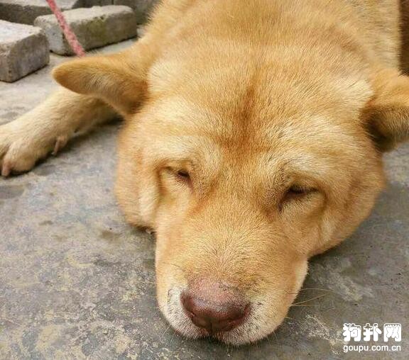300塊買了只成年土狗，這長相大家覺得值嗎？