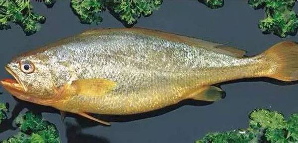 海魚都有什么魚