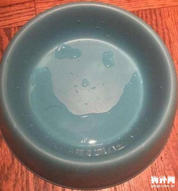 愛犬臨死前為主人準備了一份告別禮物，用心良苦！