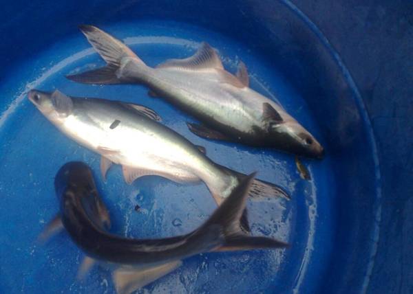 龍利魚是海魚么