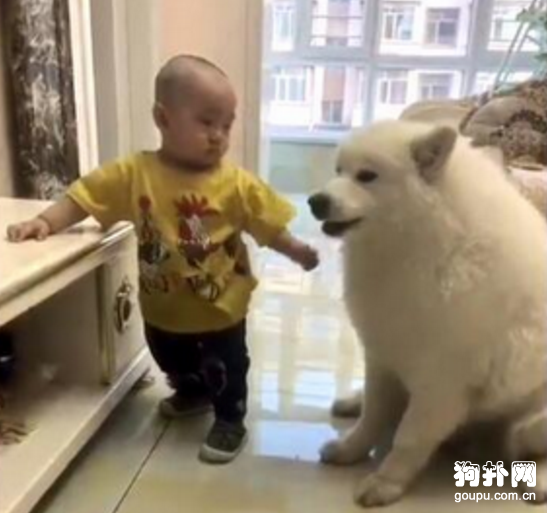 發現狗狗不吃飯的真相，主人無語了