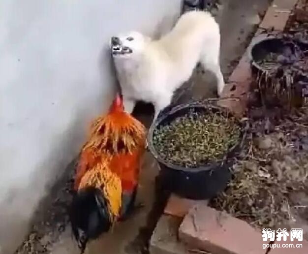 狗狗招惹大公雞被虐慘，痛到懷疑狗生~~