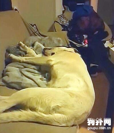 狗子睡夢中摔下沙發，驚醒后一臉懵圈：發生了什么？