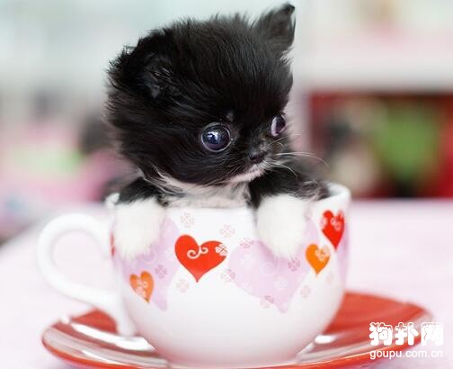 犬有哪些之最？