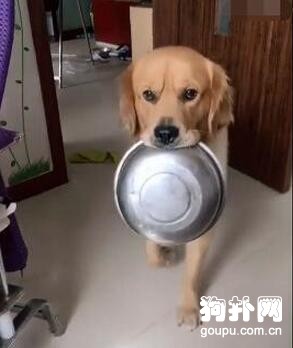 貪吃的狗狗看見包子卻掉頭就跑，這是為何？