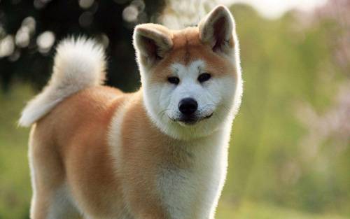 柴犬和秋田犬哪個貴