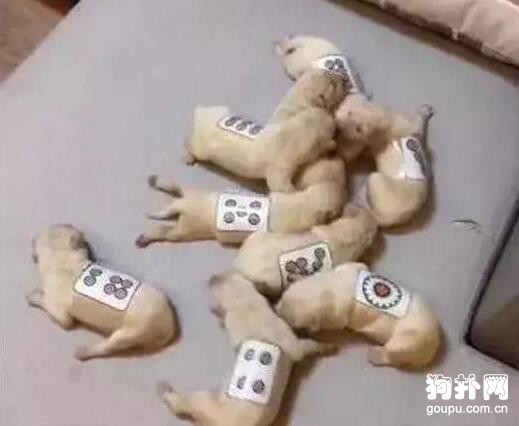 狗狗產下九胞胎，為區分它們，主人想出了一個絕妙的方法