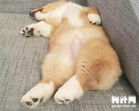 養了只愛睡覺的狗狗，叫醒它成了主人最頭疼的事兒