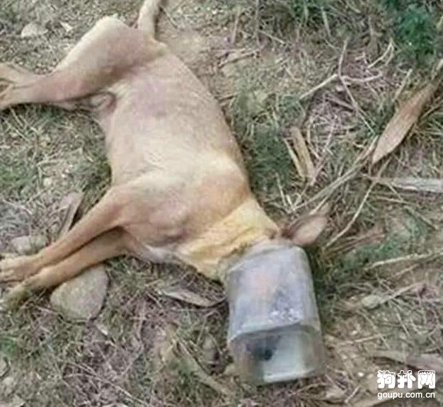 流浪狗被熊孩子惡意捉弄致死，父母是怎么教育的！！！