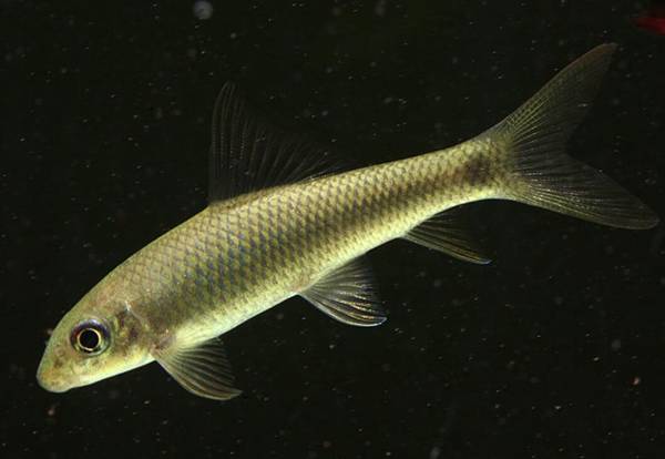 湄公魚刺多嗎