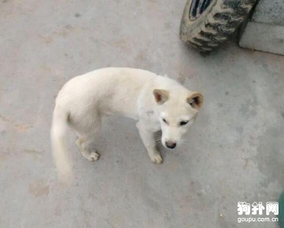 狗狗吃鴨子被暴打 ，網友怒了，主人卻說：“我打自己的狗，你管不著！”