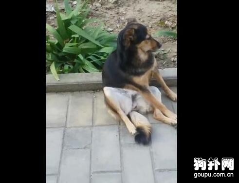大狗告白遭拒絕，癱坐路邊不肯回家，主人頭都大了