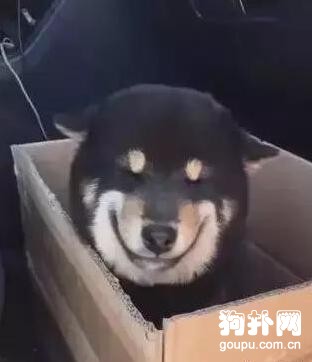 花六千買了只會笑的狗狗，你認識它嗎？