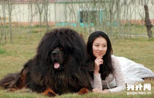 世界最貴和最大的藏獒驚天獸，現在還流傳著它們的傳說！