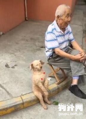 狗狗的老干部坐姿絕了，不愧是爺爺養的狗！