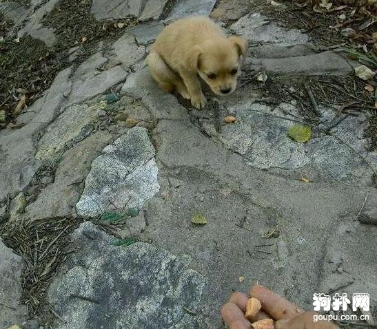 好心人施舍食物，流浪狗卻舍不得吃，一路叼回家只為它