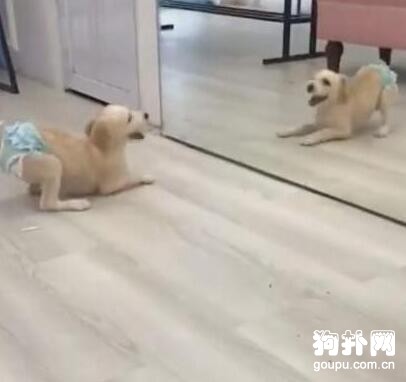 主人為省事，直接給狗穿上紙尿褲，狗子氣得發狂