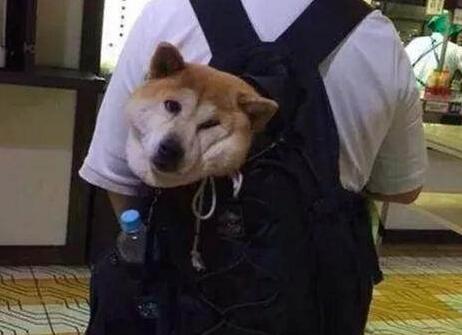 狗狗上地鐵只能裝在包中, 鏟屎官花式帶狗上車