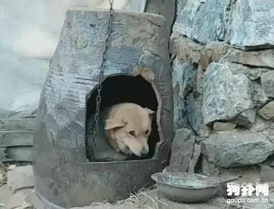 寵主給狗子建了個豪華的狗窩，網友嘲笑：破缸有什么好炫耀的