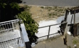 關起來養的狗狗居然懷孕了，看了監控主人只能自認倒霉