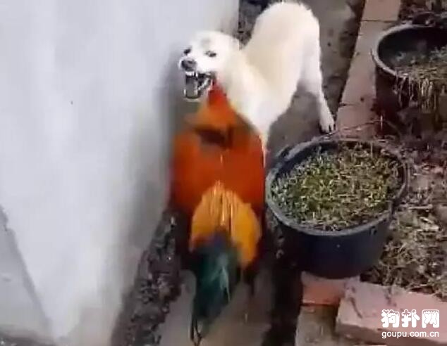 狗狗招惹大公雞被虐慘，痛到懷疑狗生~~