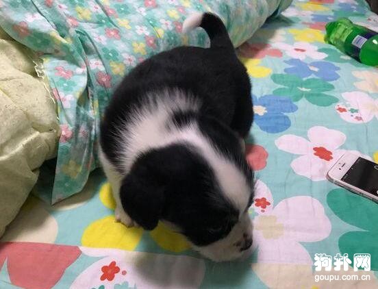 男子撿到小奶狗，知道品種后態度180度大轉彎，讓人無語！