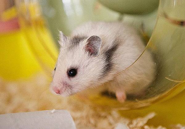 倉鼠牙齒多長就需要剪掉
