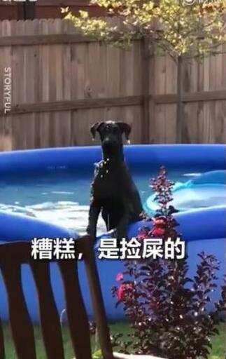 狗狗進游泳池放飛自我被抓包，心虛的發起脾氣