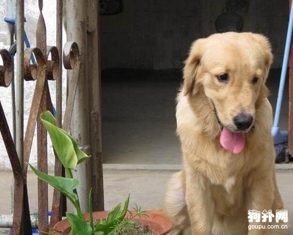 主人癱瘓在床，狗狗撿廢品養家
