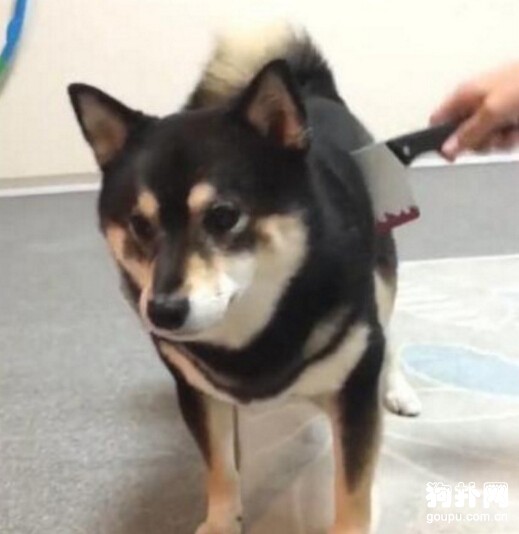 主人直播拿刀砍狗，一大波愛犬人士正在趕來......