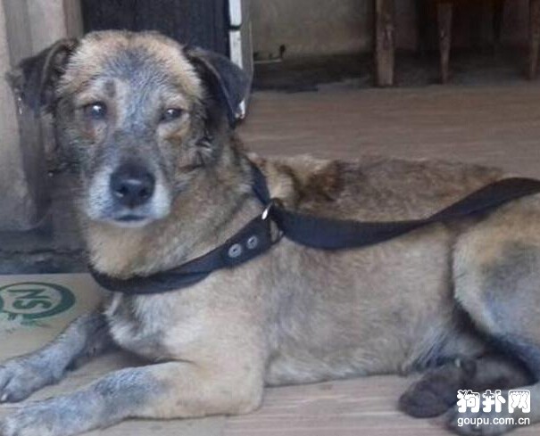 流浪狗被人潑油漆，堅持數小時后，終于等來了好心人