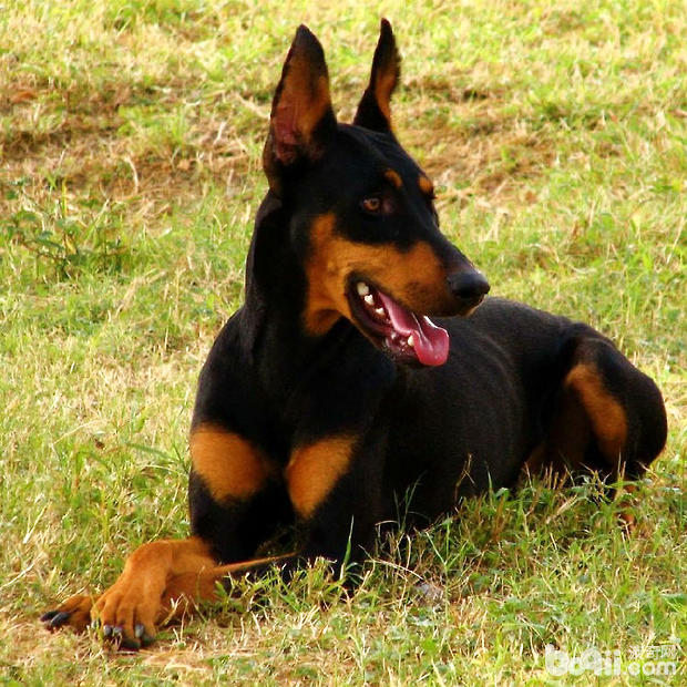 杜賓犬的美容護理技巧