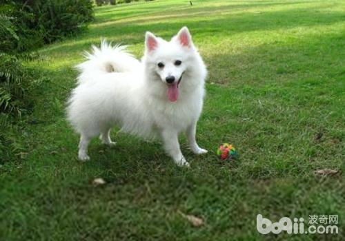 犬細菌性心內膜炎的診斷方法有哪些