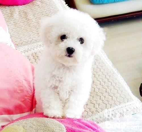 如何給比熊犬擠肛門腺