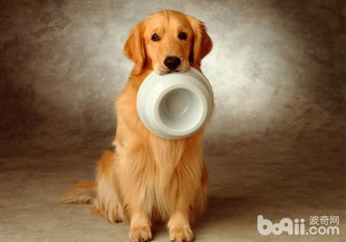 犬髖關節發育不良的治療方法
